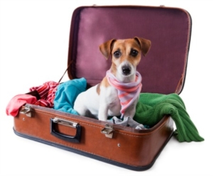 Hund im Flugzeug - Hundeflugbox