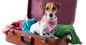 Hund im Flugzeug - Hundeflugbox